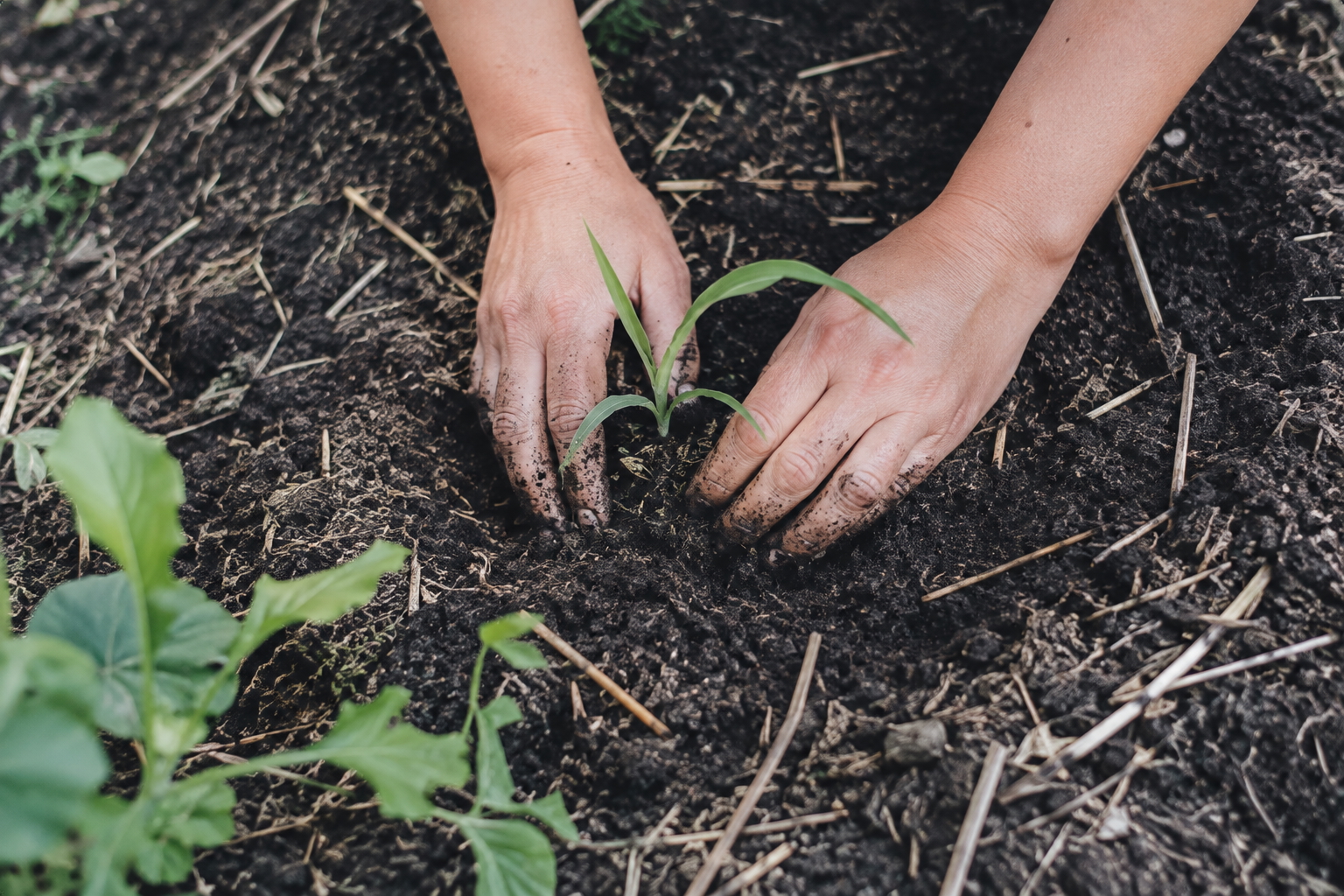 Hands tending a young plant in the soil, reflecting hands-on stewardship and learning through nature.